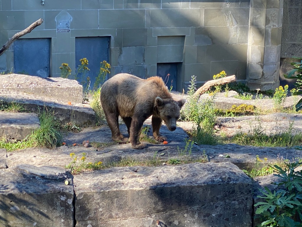 O Bärenpark de&nbsp;Berna