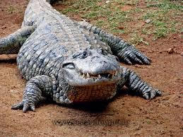 Jacaré no seco é livre